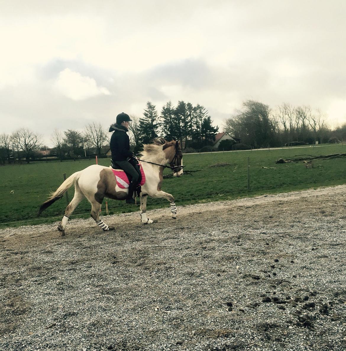 Pinto Captain Morgan billede 12