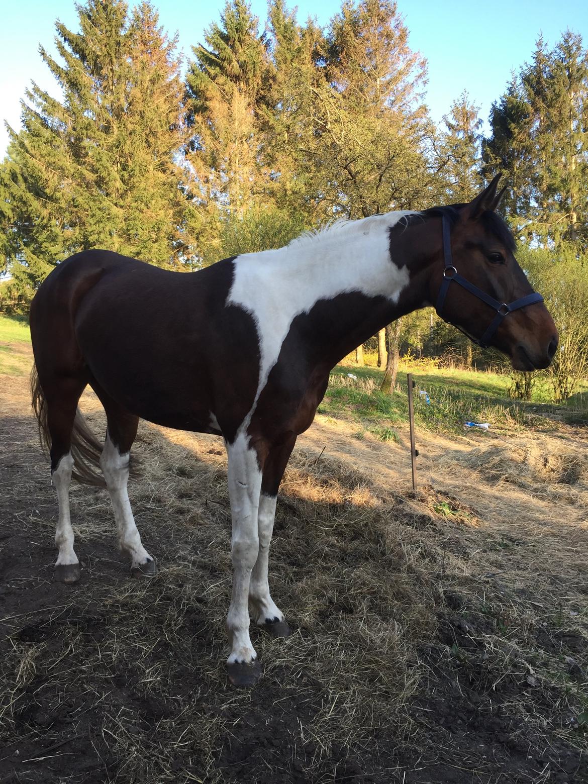 Pinto Caramba billede 1