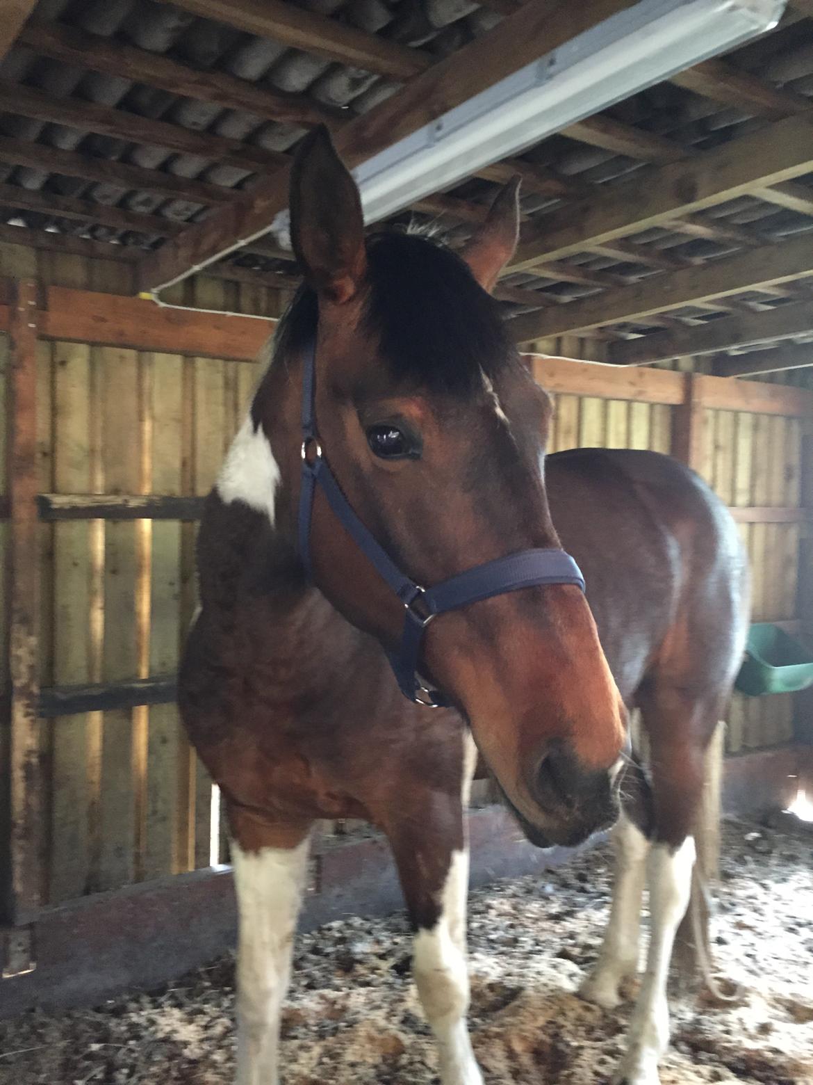 Pinto Caramba billede 3