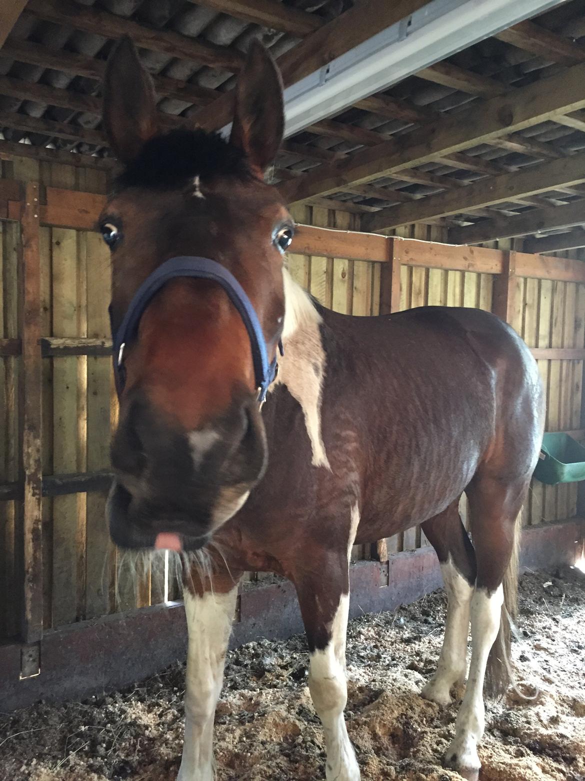 Pinto Caramba billede 4