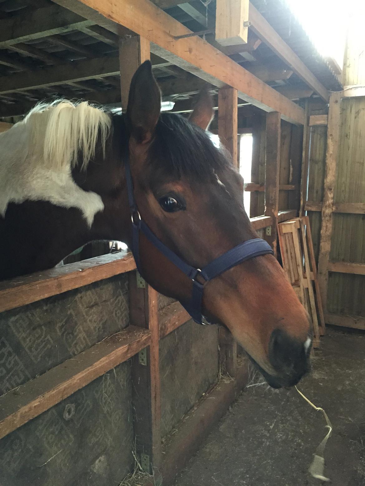 Pinto Caramba billede 5