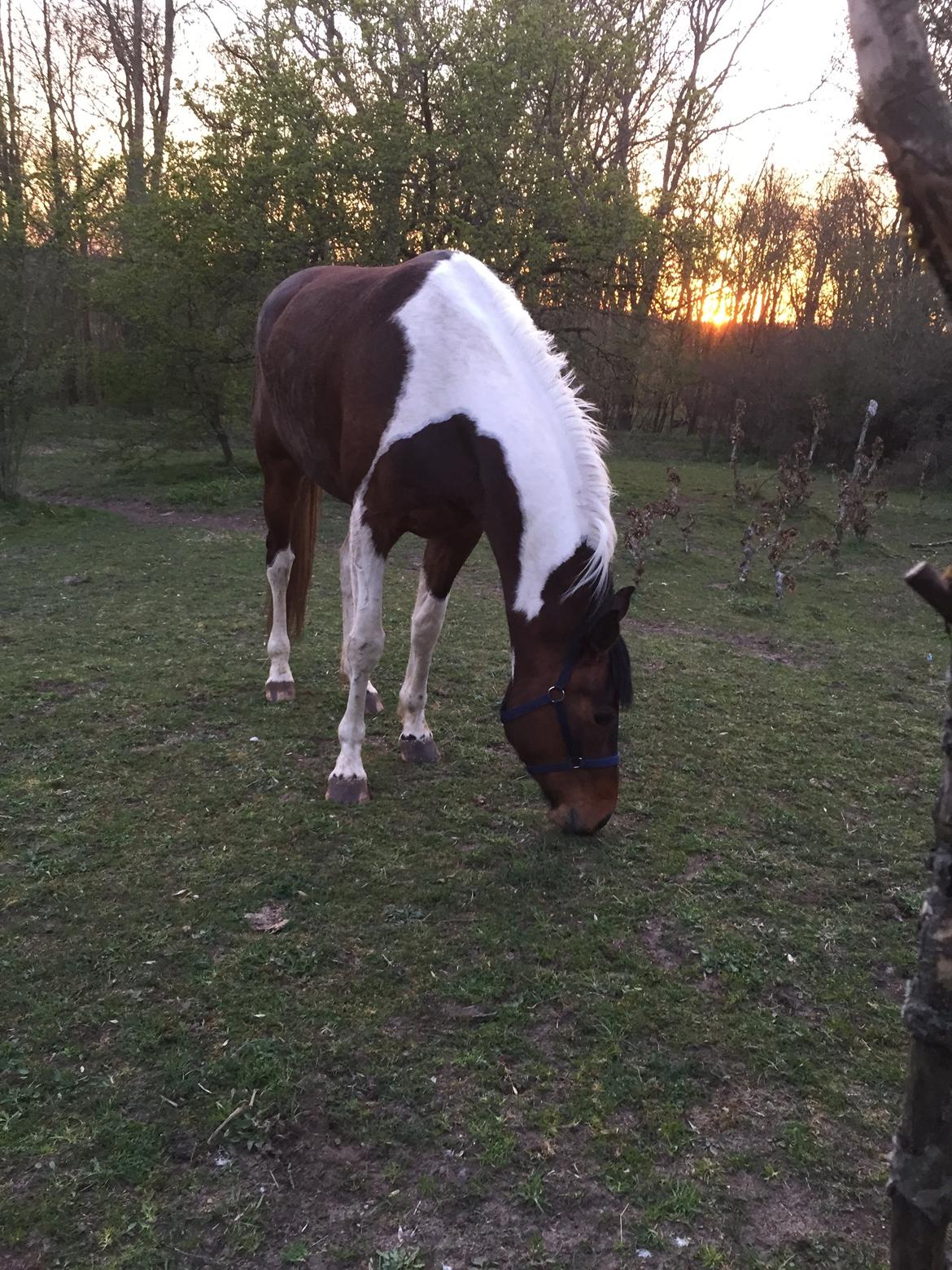 Pinto Caramba billede 6