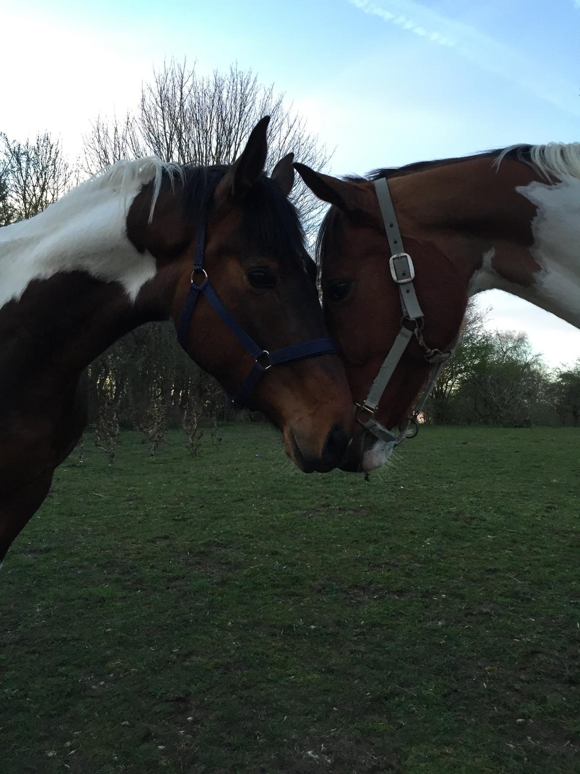 Pinto Caramba billede 7