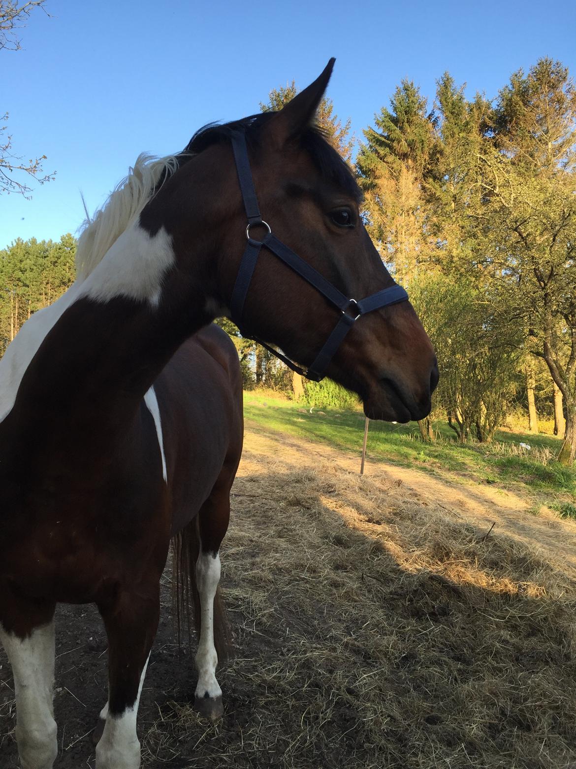 Pinto Caramba billede 8