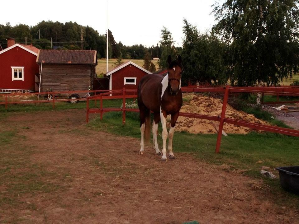 Pinto Caramba billede 2