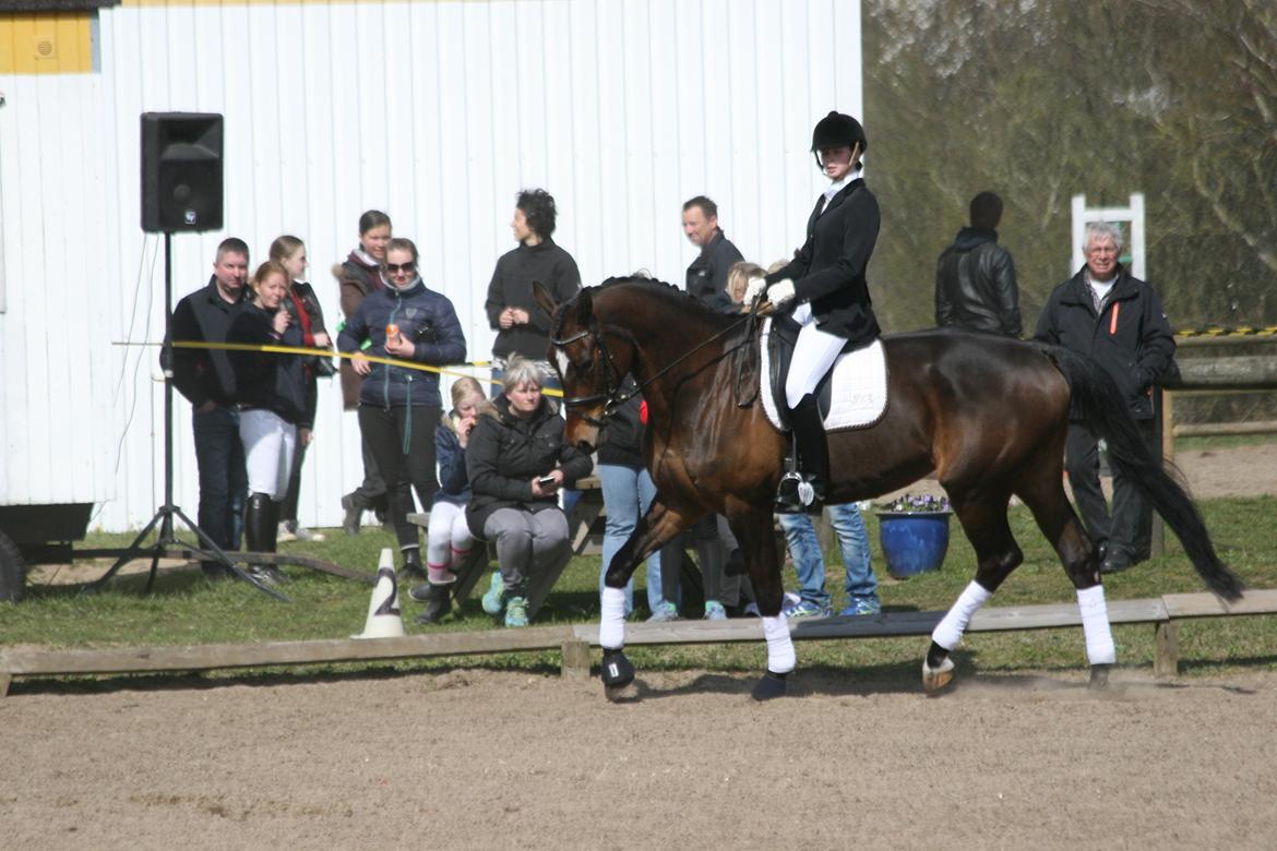 Dansk Varmblod Cassandra Sakstrup billede 18