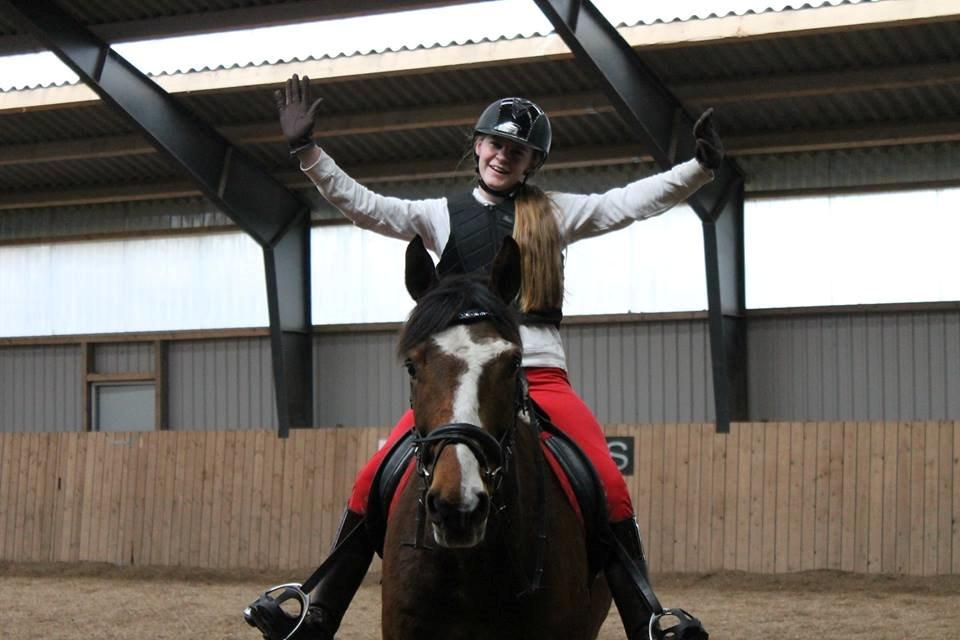 Dansk Varmblod Michigan billede 11