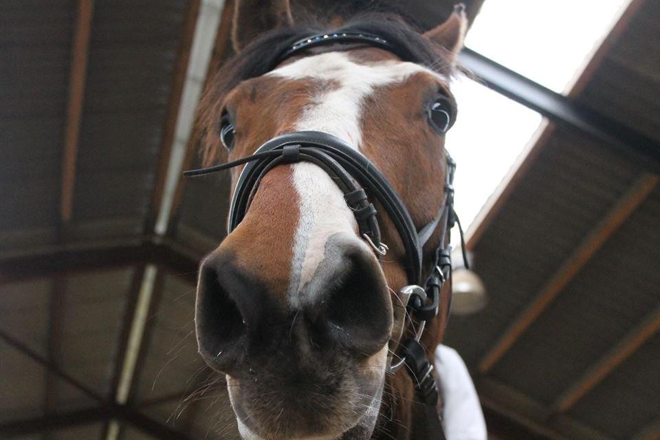 Dansk Varmblod Michigan - Farvel og tak fordi at du så med! :D Læg gerne en kommentar. :-) billede 17