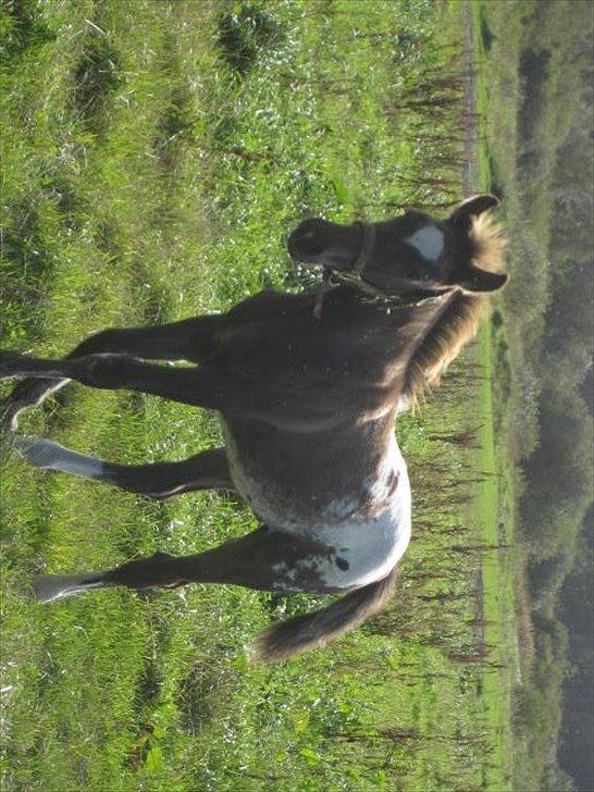 Knabstrupper Antoli´s Lynet billede 19