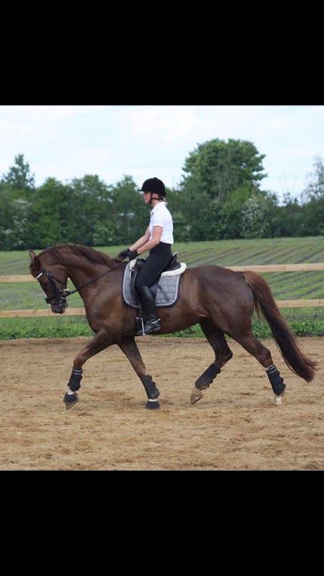 Dansk Varmblod Don Giovanni af Ovh. billede 12