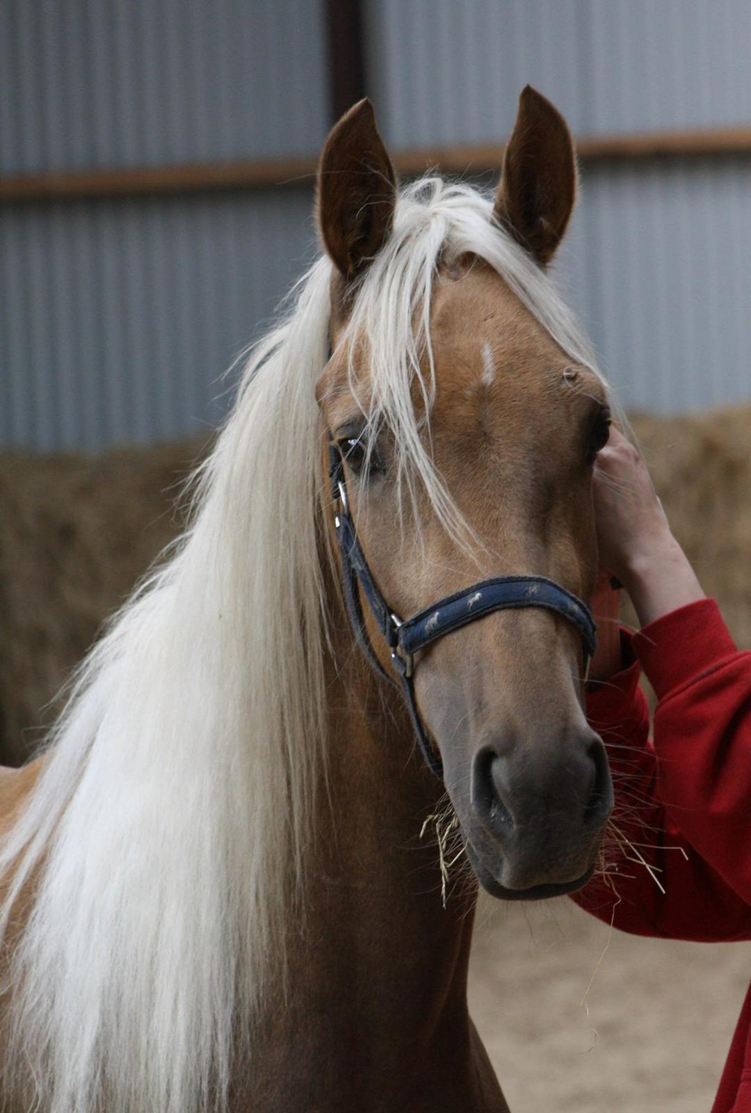Anden særlig race Roosgårdens Daytime - 2 år billede 15