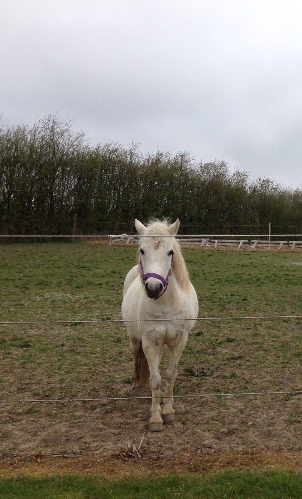 Welsh Mountain (sec A) Iben billede 1