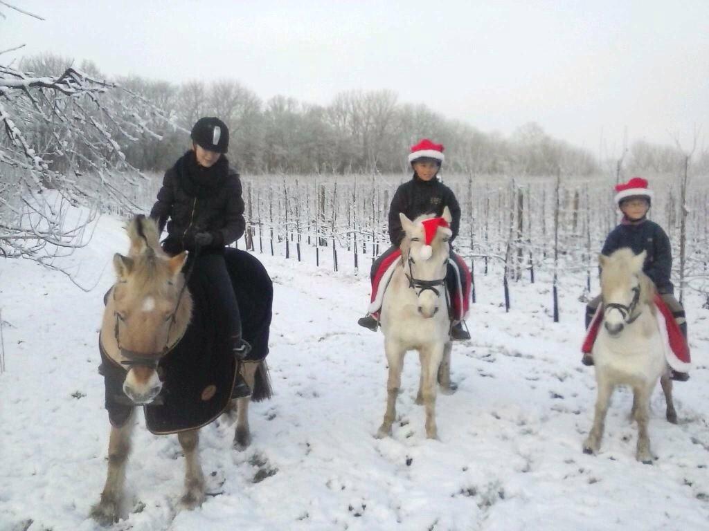 Welsh Mountain (sec A) Iben billede 2