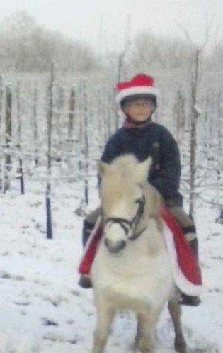 Welsh Mountain (sec A) Iben billede 3