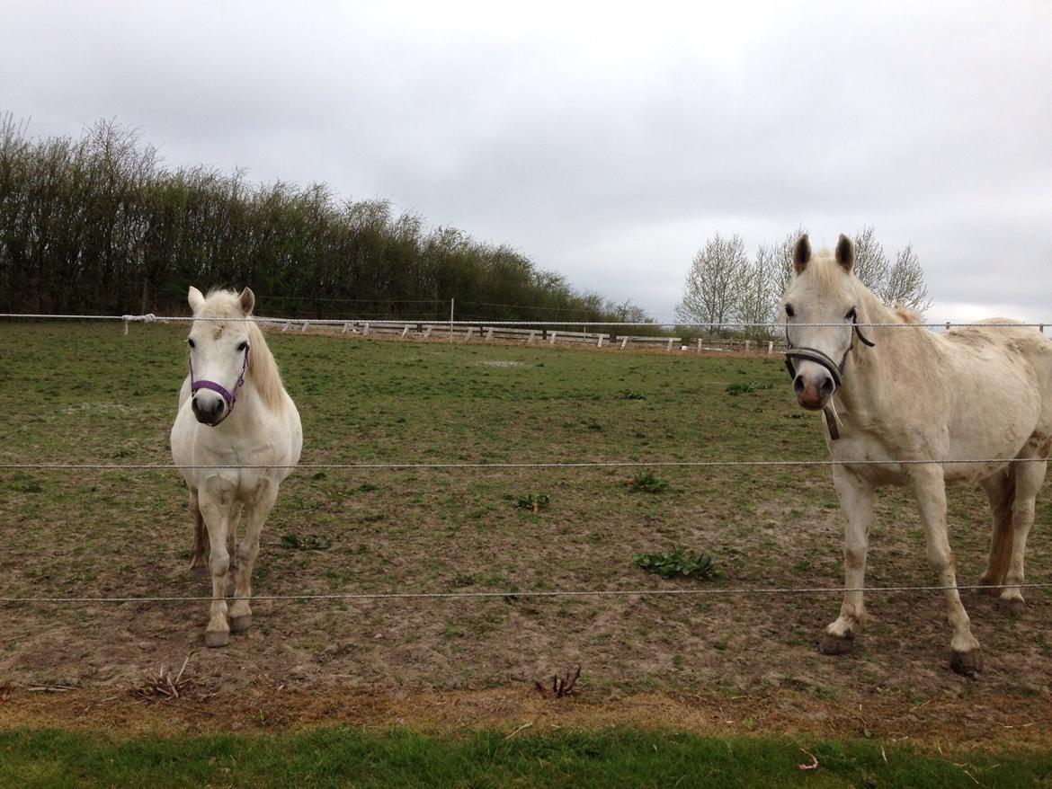 Welsh Mountain (sec A) Iben billede 4