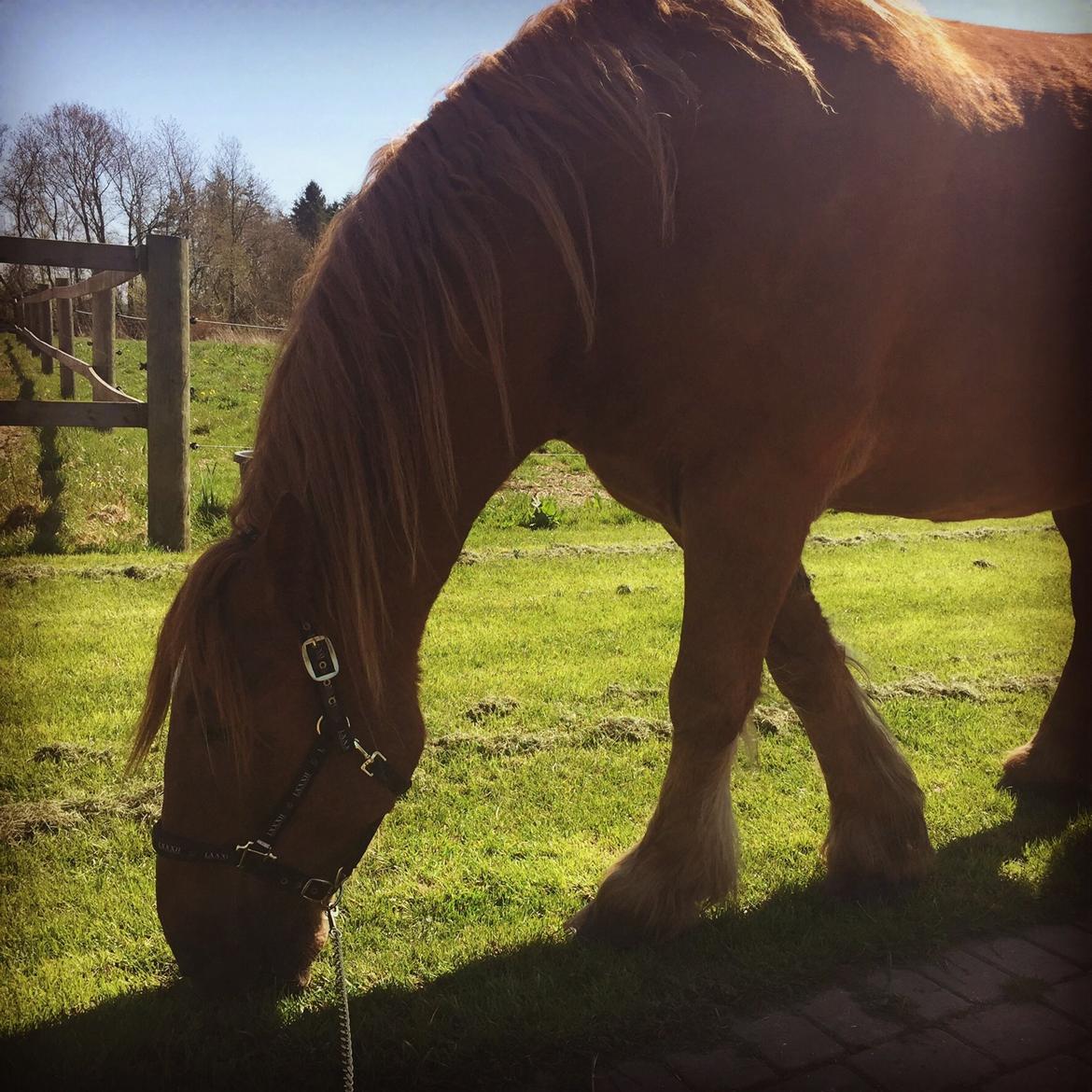 Schleswiger William billede 13