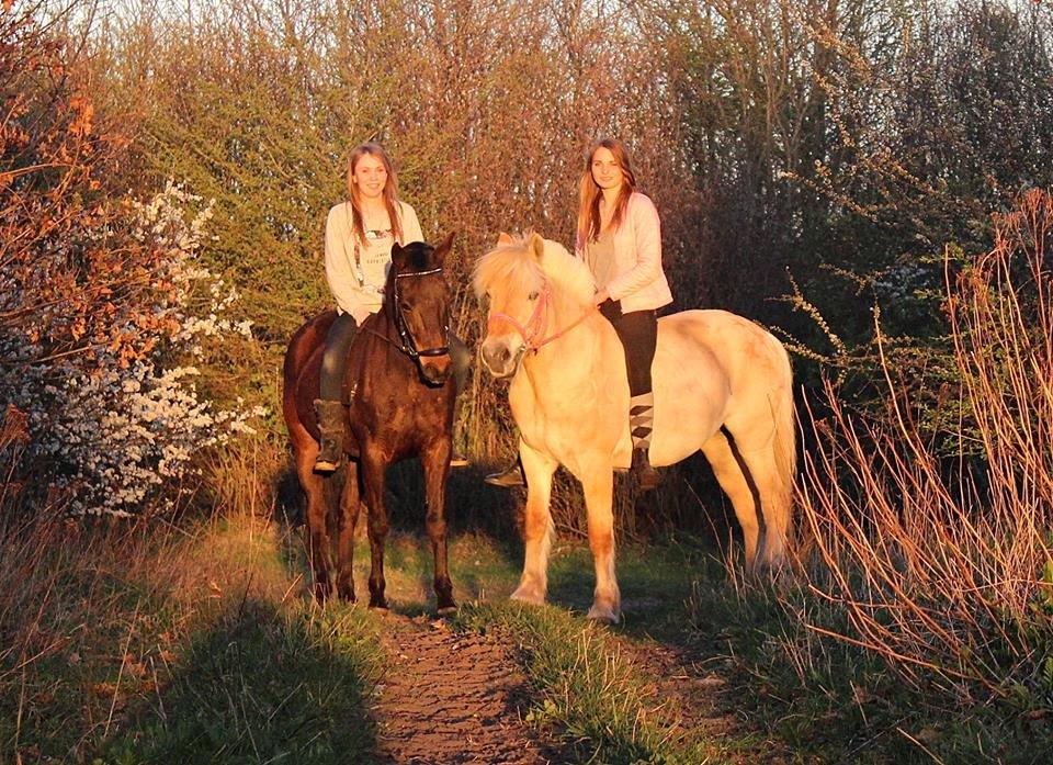 Fjordhest Vængets Mirabel billede 17