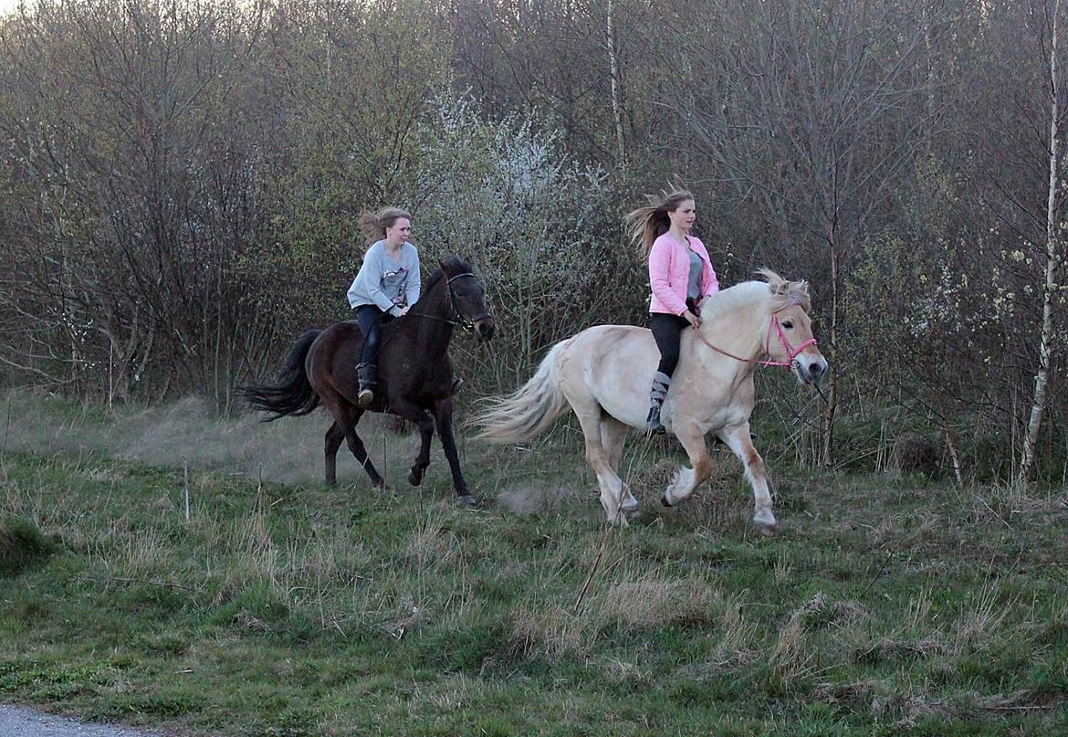 Fjordhest Vængets Mirabel billede 18