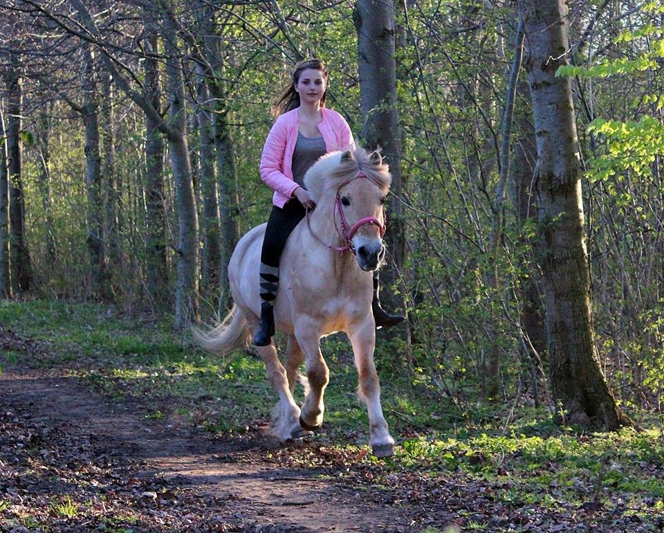 Fjordhest Vængets Mirabel billede 20