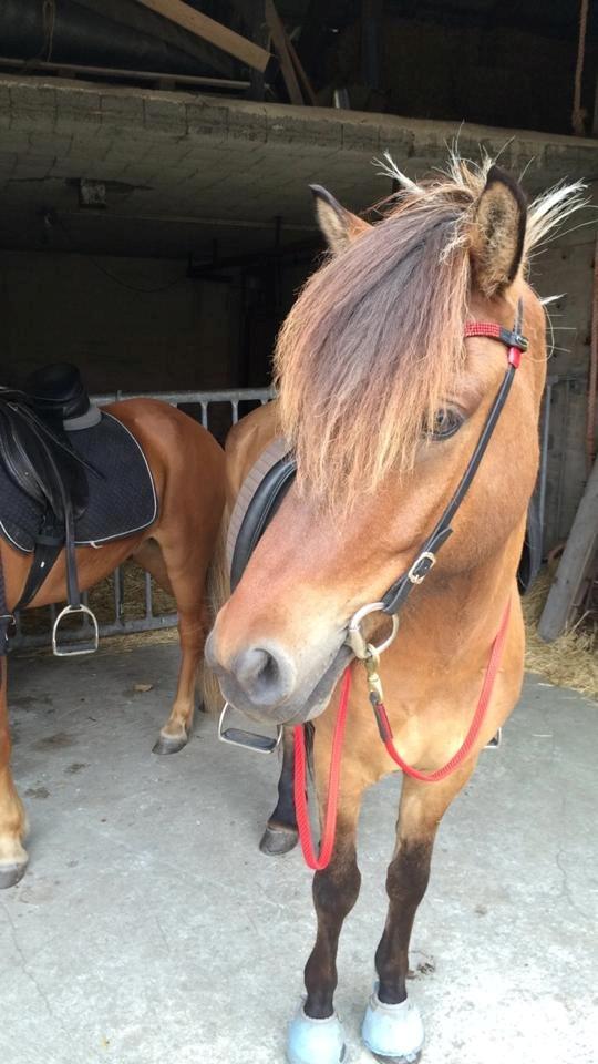 Islænder Magnus billede 8