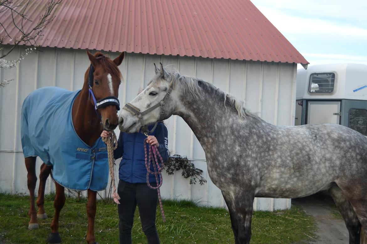 Connemara Klintly's macong - Grå kysser lige prinsessen <3 billede 2
