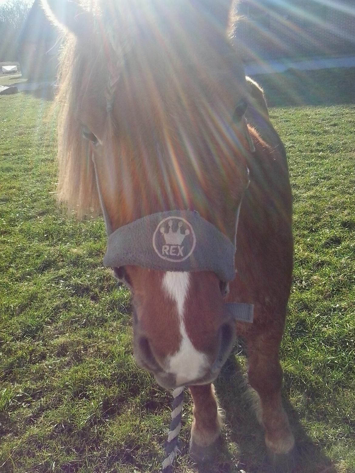 Anden særlig race Bastian - Sikke en dejlig solskinsdag med en perfekt pony! billede 3