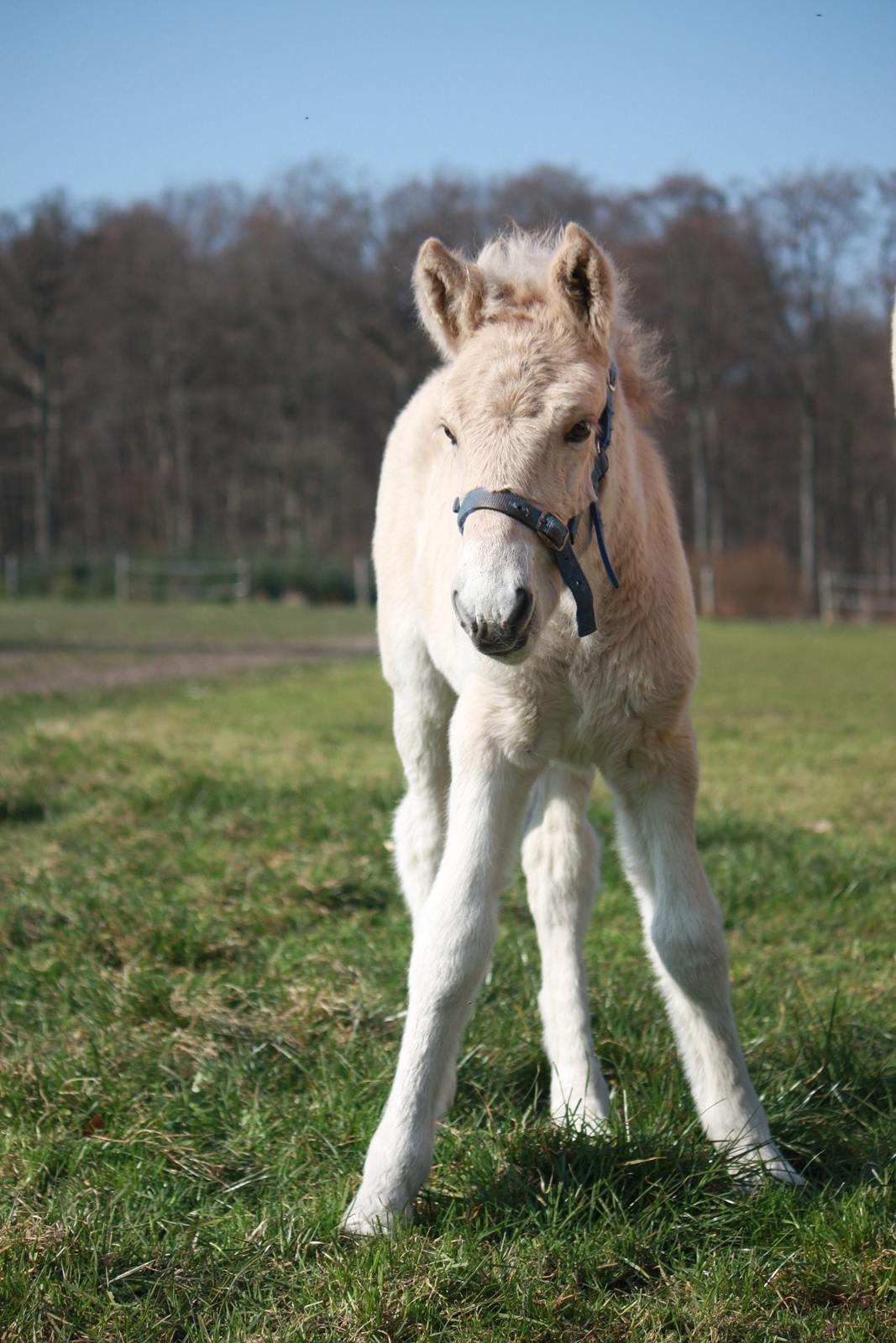 Fjordhest Ørvads lano - 5 Dage Gammel billede 25
