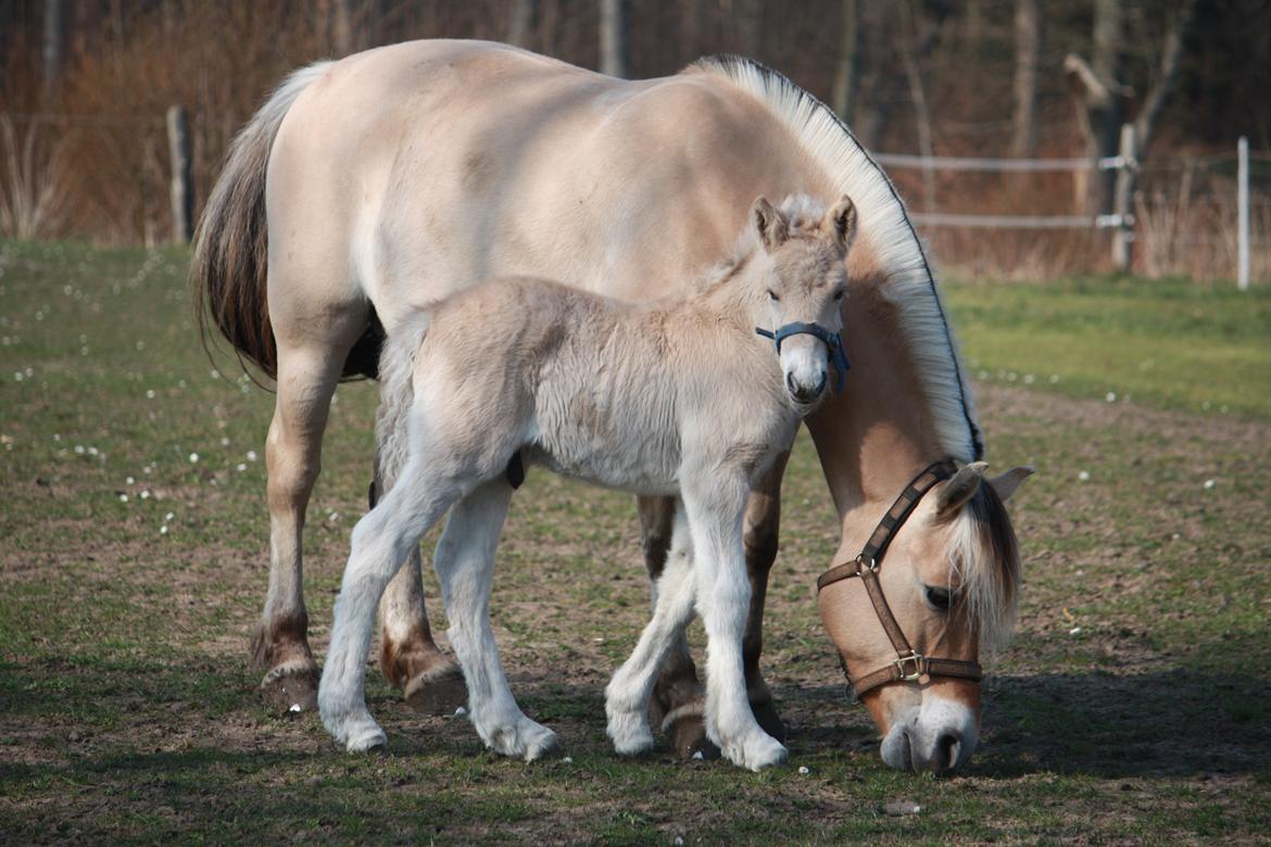 Fjordhest Ørvads lano - 5 Dage Gammel billede 27