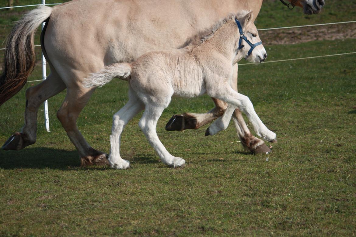 Fjordhest Ørvads lano - 5 Dage Gammel billede 28