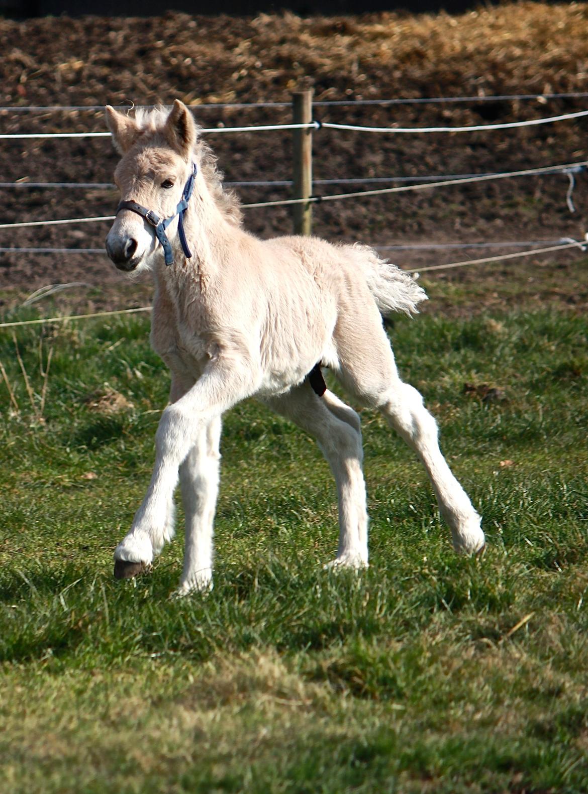 Fjordhest Ørvads lano - 5 dage gammel billede 29