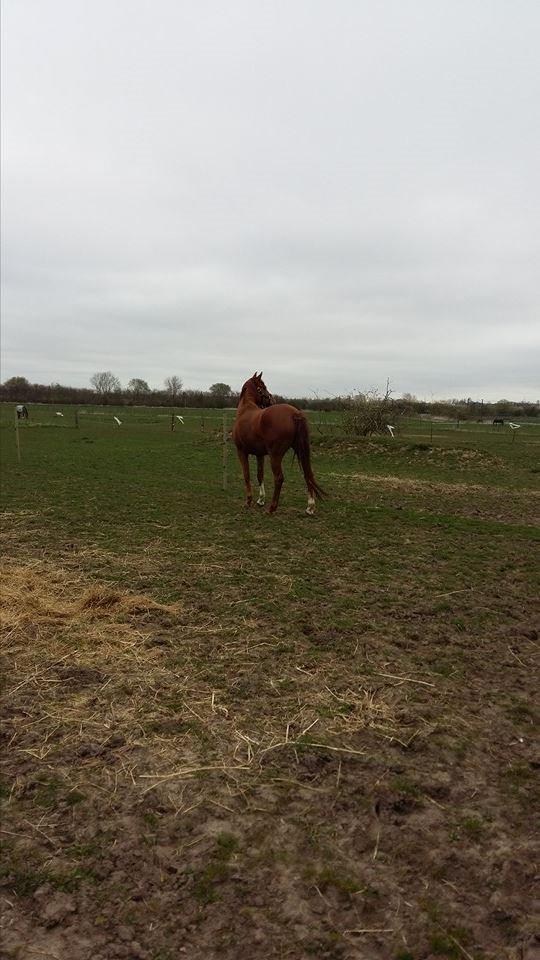 Dansk Varmblod Consita - Hun kigger efter de andre, på de andre folde.  billede 2
