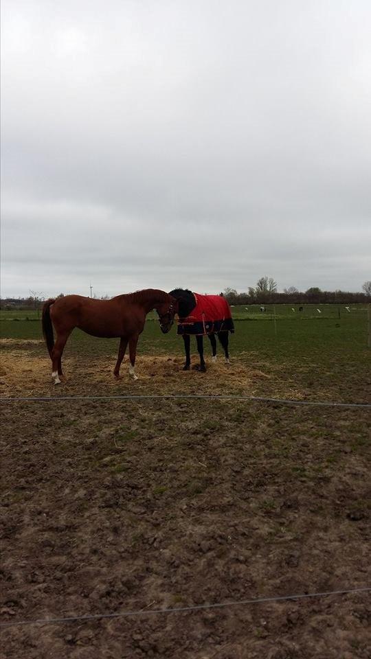 Dansk Varmblod Consita - Hendes nye bedste ven! billede 5