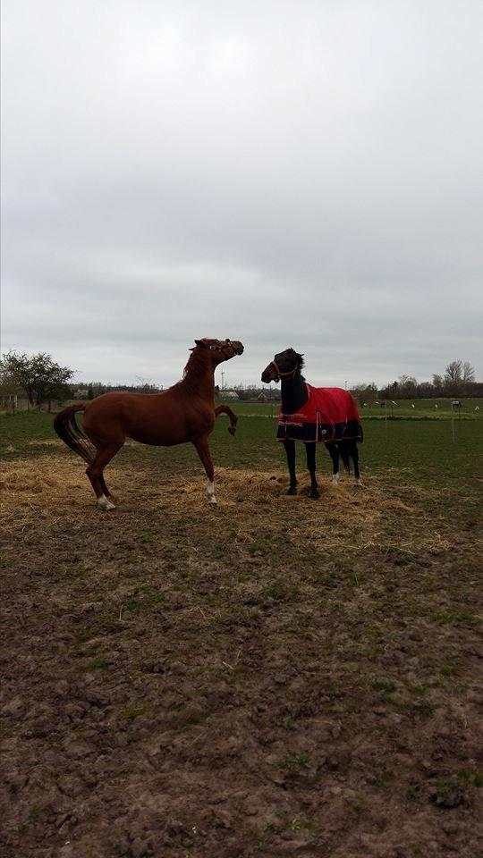 Dansk Varmblod Consita - Hun for lige afvide hvem der bestemmer! billede 4