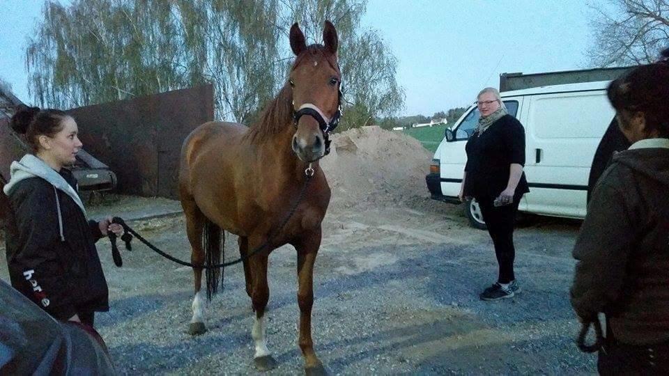 Dansk Varmblod Consita - Lige da hun kom ud af traileren, og hjem i mine arme. billede 1