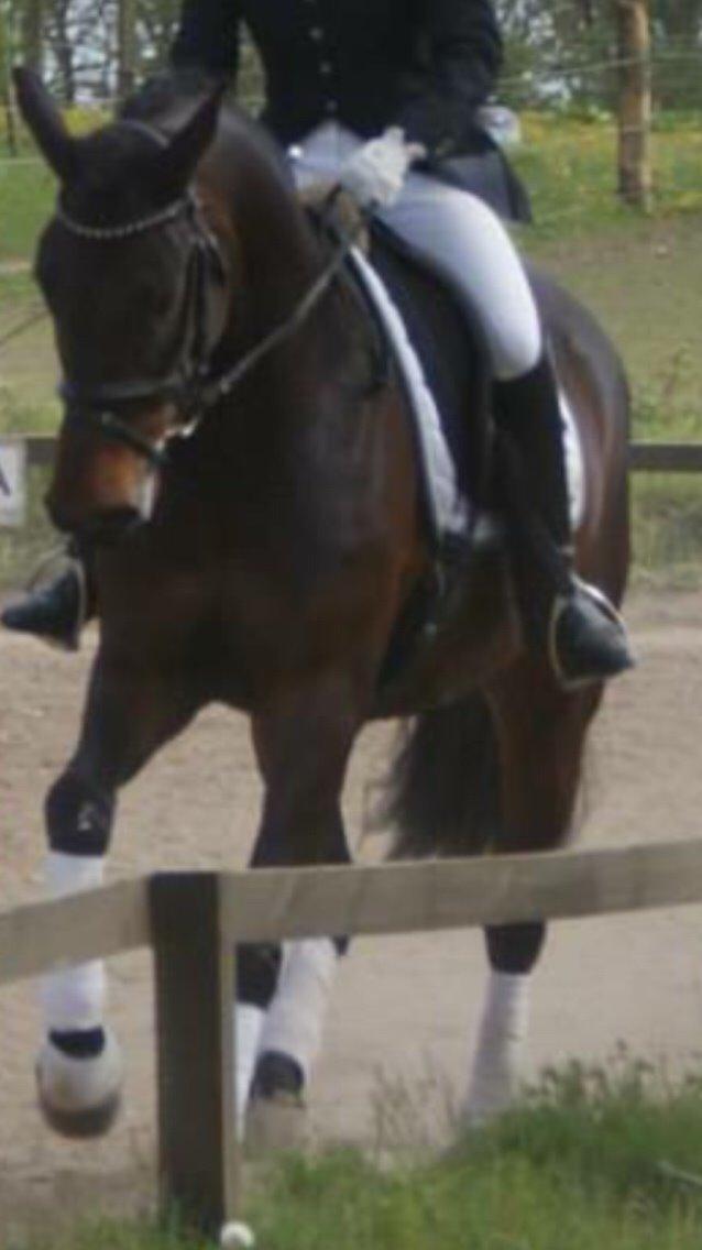 Anden særlig race Søgårdens qashqai solgt  billede 6