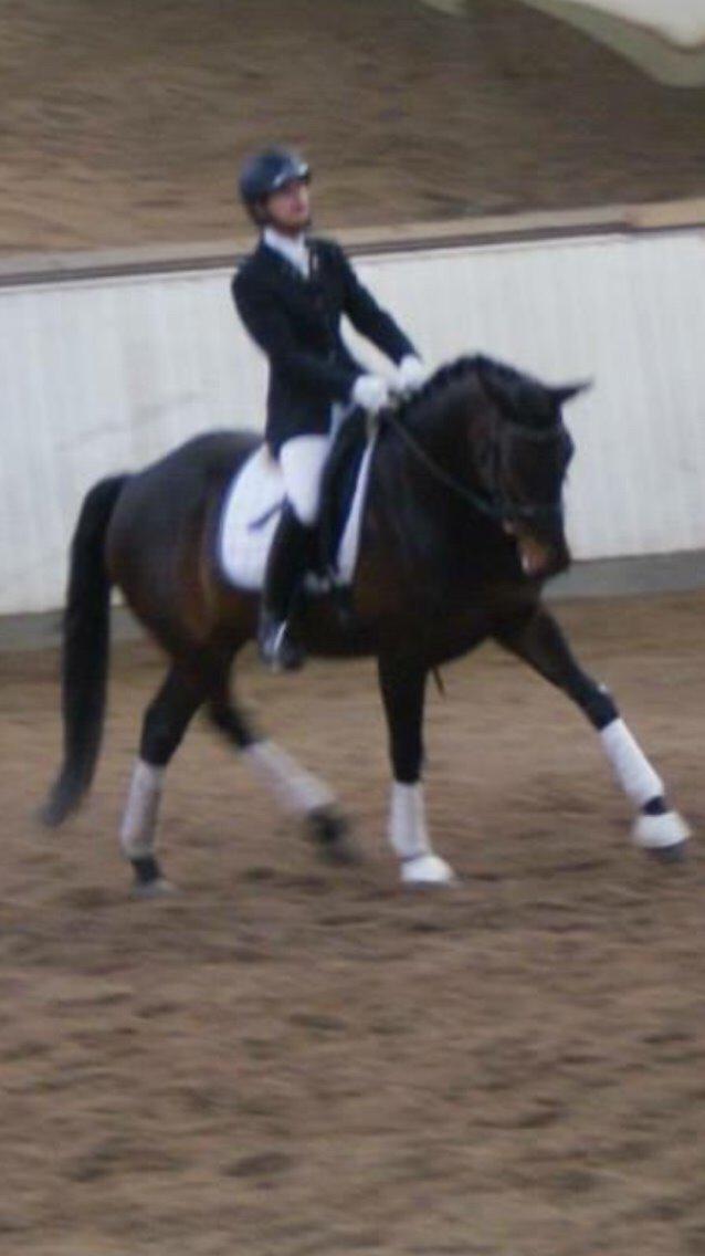 Anden særlig race Søgårdens qashqai solgt  billede 12