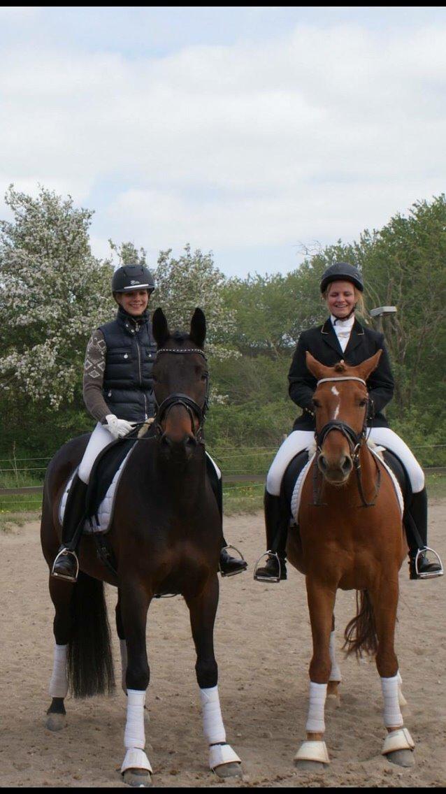 Anden særlig race Søgårdens qashqai solgt  billede 14