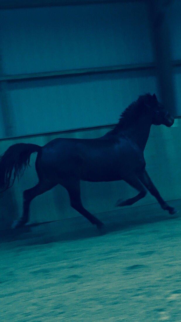 Anden særlig race Søgårdens qashqai solgt  billede 15