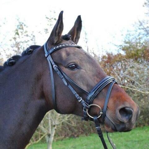 Anden særlig race Søgårdens qashqai solgt  billede 5