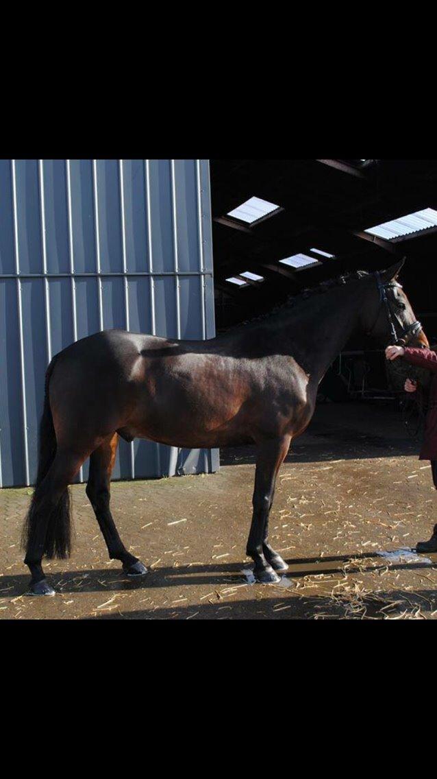 Anden særlig race Søgårdens qashqai solgt  billede 3