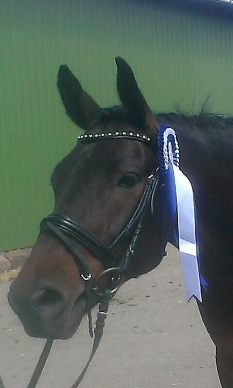 Anden særlig race Søgårdens qashqai solgt  billede 7