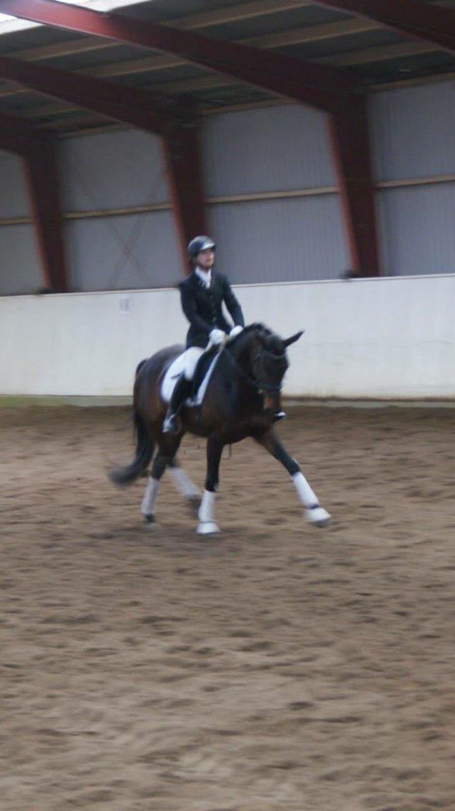 Anden særlig race Søgårdens qashqai solgt  billede 8