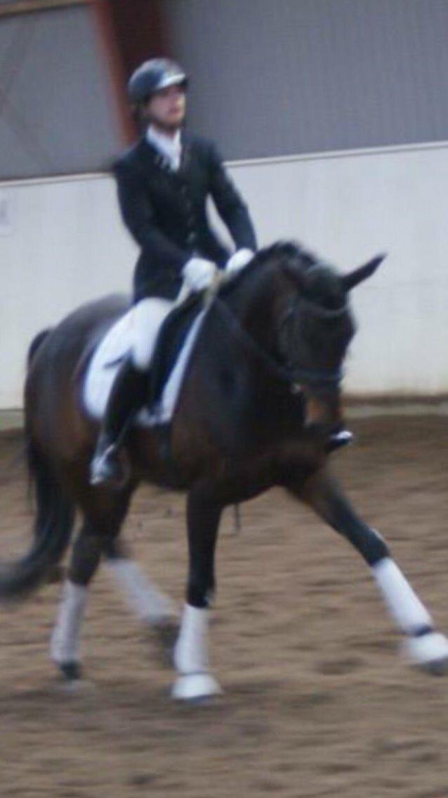 Anden særlig race Søgårdens qashqai solgt  billede 9