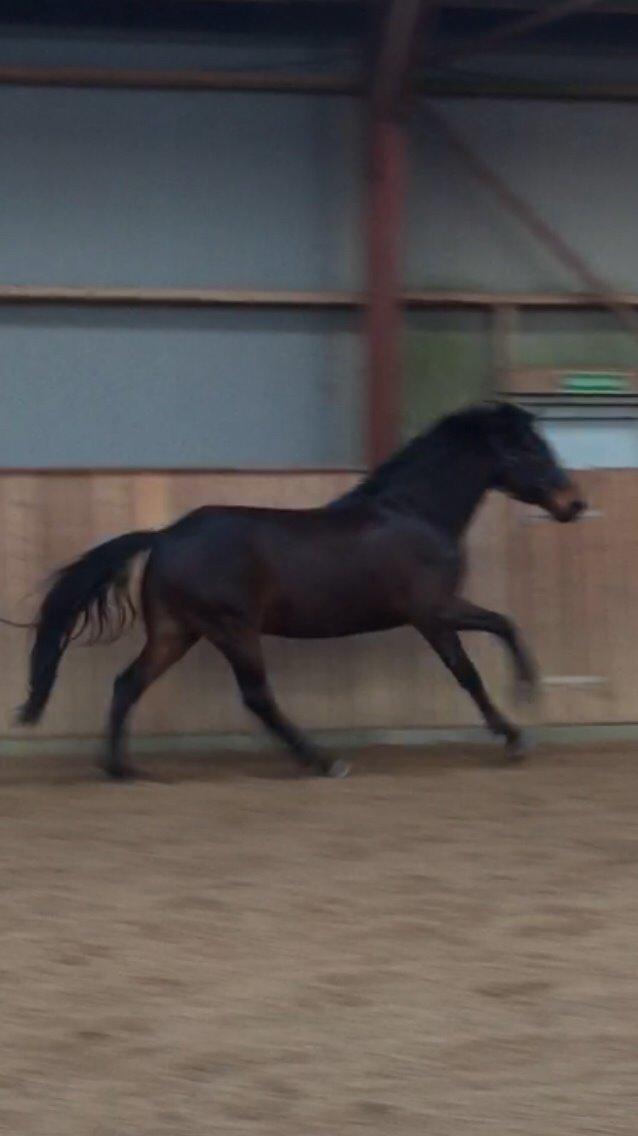 Anden særlig race Søgårdens qashqai solgt  billede 13