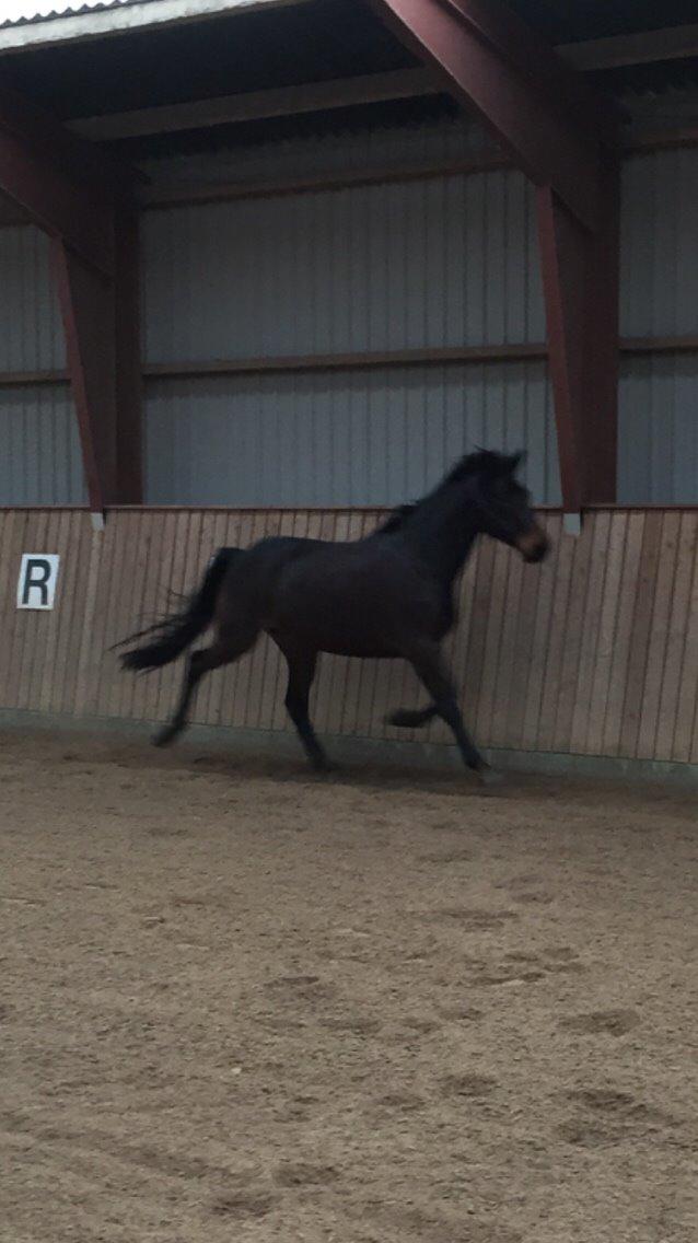 Anden særlig race Søgårdens qashqai solgt  billede 11