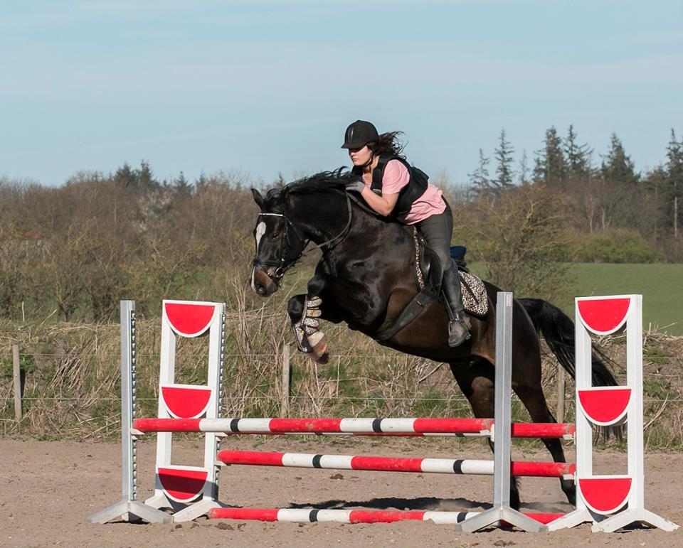 Dansk Varmblod Champ-Siin billede 9