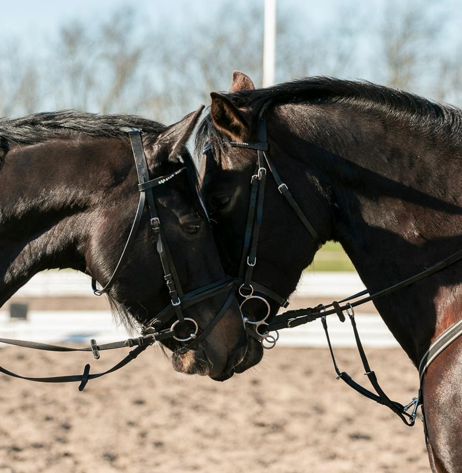 Dansk Varmblod Champ-Siin billede 10
