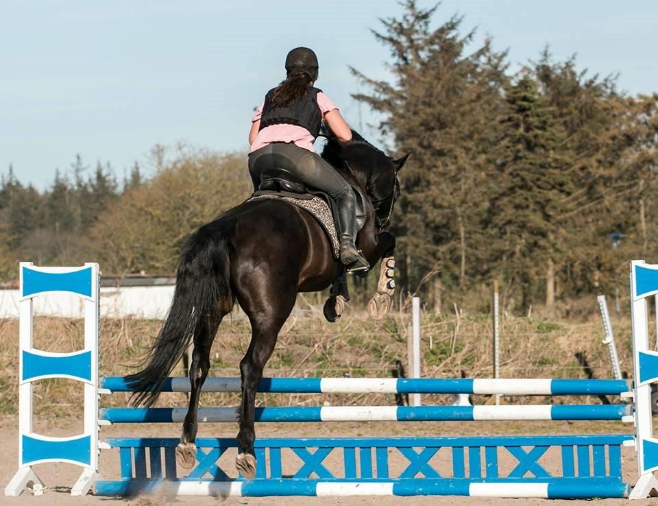 Dansk Varmblod Champ-Siin billede 11