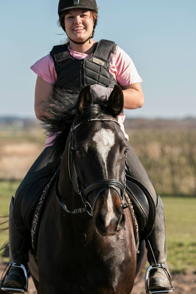 Dansk Varmblod Champ-Siin billede 12