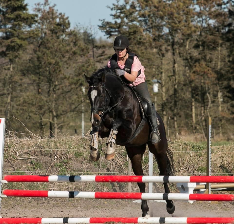 Dansk Varmblod Champ-Siin billede 13